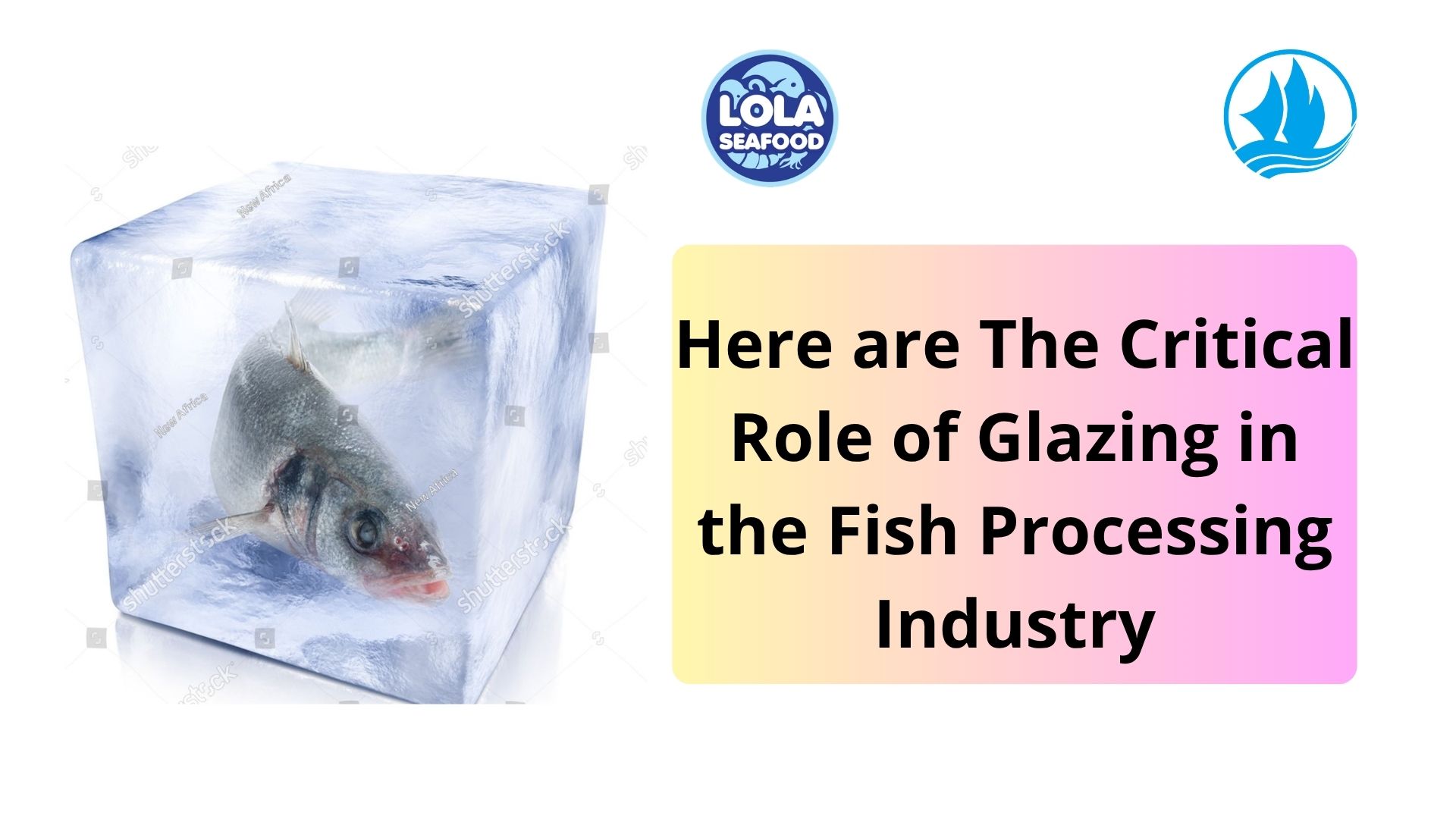 Here are The Critical Role of Glazing in the Fish Processing Industry